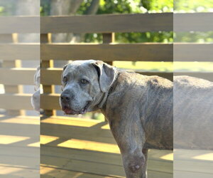 Mutt Dogs for adoption in St. Louis Park, MN, USA