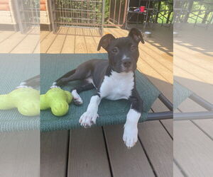 American Staffordshire Terrier-Unknown Mix Dogs for adoption in NEWPORT NH, NH, USA