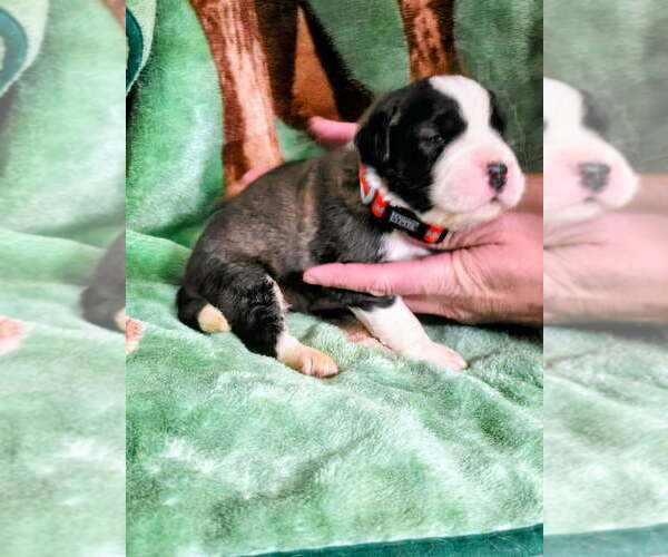 Medium Photo #2 Saint Bernard Puppy For Sale in CONVOY, OH, USA