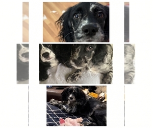 Cocker Spaniel-Sheepadoodle Mix Puppy for sale in SAMMAMISH, WA, USA