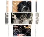 Gucci - Female Cocker Spaniel-Sheepadoodle Mix Puppy for Sale - Small photo