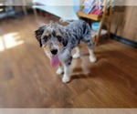 Small #1 Bernedoodle (Miniature)