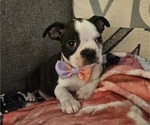 Puppy Sadie Boston Terrier