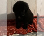 Small #11 Newfoundland
