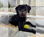 Small #2 Labrador Retriever Mix