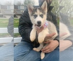 Small Photo #41 Siberian Husky Puppy For Sale in TRIMBLE, MO, USA