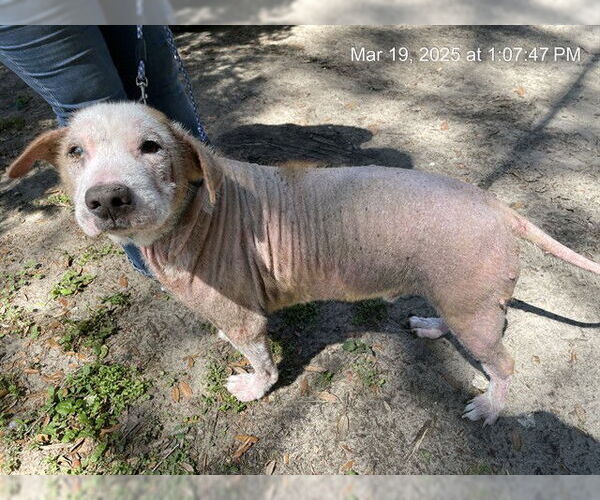 Medium Photo #1 American Pit Bull Terrier-Unknown Mix Puppy For Sale in Ocala, FL, USA