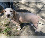 Small American Pit Bull Terrier Mix