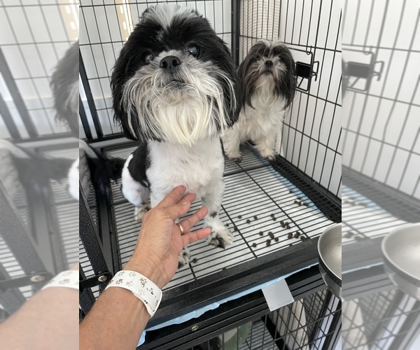 Medium Photo #1 Shih Tzu Puppy For Sale in FORT WORTH, TX, USA