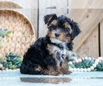 Small Photo #20 Yorkshire Terrier Puppy For Sale in GREENWICH, OH, USA