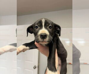 Mutt Dogs for adoption in Bolivar, MO, USA