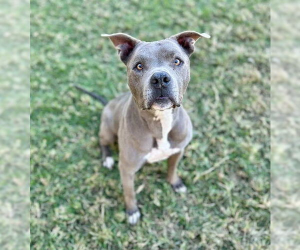 Medium Photo #1 Mutt Puppy For Sale in Riverside, CA, USA