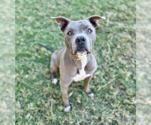 Mutt Dogs for adoption in Riverside, CA, USA