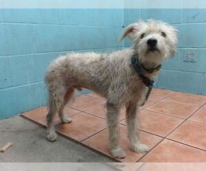 Poodle (Miniature) Dogs for adoption in Downey, CA, USA