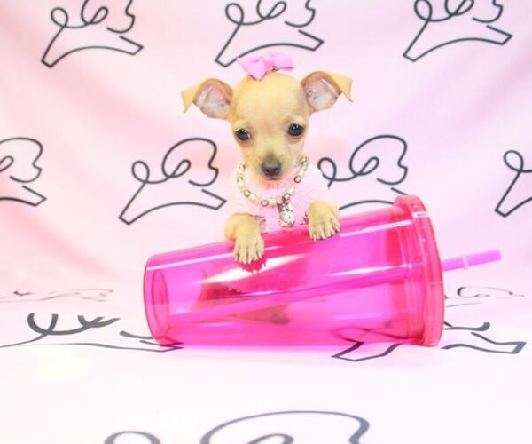 Medium Photo #1 Chihuahua Puppy For Sale in LAS VEGAS, NV, USA