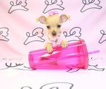Small Photo #1 Chihuahua Puppy For Sale in LAS VEGAS, NV, USA