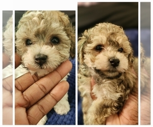 Maltipoo Puppy for sale in FORT WASHINGTON, MD, USA