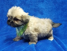 Medium Photo #4 Lhasa Apso Puppy For Sale in BUFFALO, MO, USA