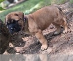 Small #4 Bullmastiff