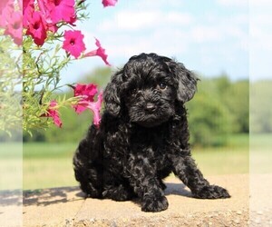 Cockapoo-Poodle (Toy) Mix Puppy for sale in PARADISE, PA, USA