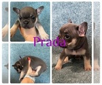 Puppy Prada French Bulldog