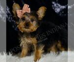 Puppy Cleo ACA Yorkshire Terrier