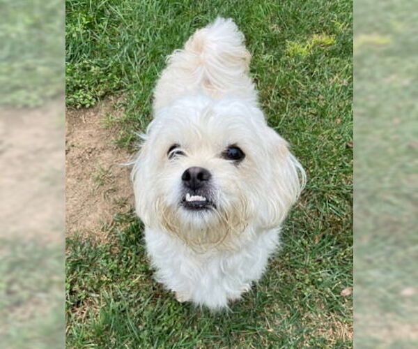 Medium Photo #3 Mal-Shi Puppy For Sale in Ventura, CA, USA