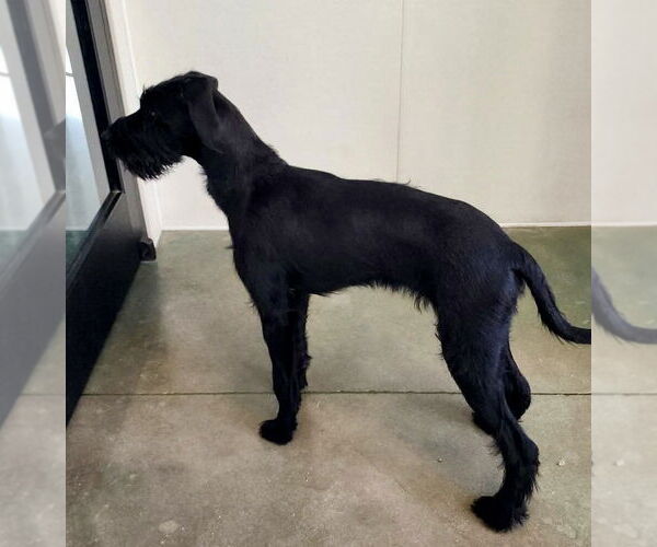 Medium Photo #2 GIANT SCHNAUZER -German Shorthaired Pointer Mix Puppy For Sale in Oak Bluffs, MA, USA