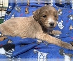 Small Photo #12 English Cream Golden Retriever-Poodle (Standard) Mix Puppy For Sale in DEARBORN, MO, USA