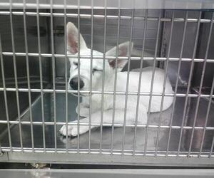 Siberian Husky-Unknown Mix Dogs for adoption in Oklahoma City, OK, USA