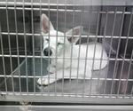 Small Siberian Husky Mix