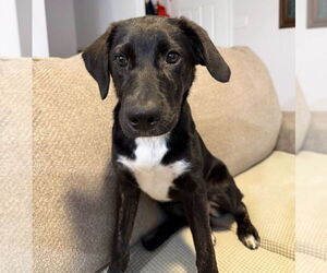 Labrador Retriever-Unknown Mix Dogs for adoption in Chester, VA, USA
