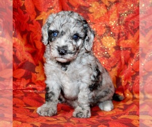 Poodle (Miniature) Puppy for sale in KLINGERSTOWN, PA, USA