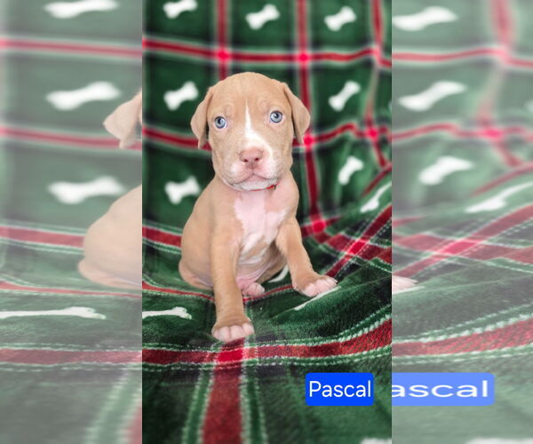 Medium Photo #2 American Pit Bull Terrier-Unknown Mix Puppy For Sale in Duluth, MN, USA