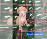 Small #1 American Pit Bull Terrier Mix
