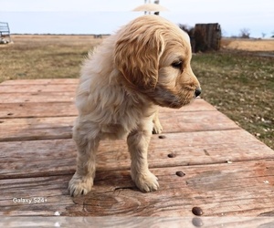 Goldendoodle Puppy for sale in LEON, KS, USA
