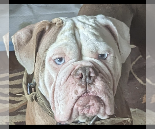 Medium Photo #1 Olde English Bulldogge Puppy For Sale in BERLIN, CT, USA