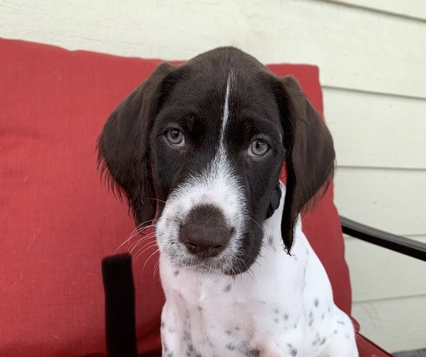 Medium Photo #1 German Wirehaired Pointer Puppy For Sale in GRANDVIEW, WA, USA