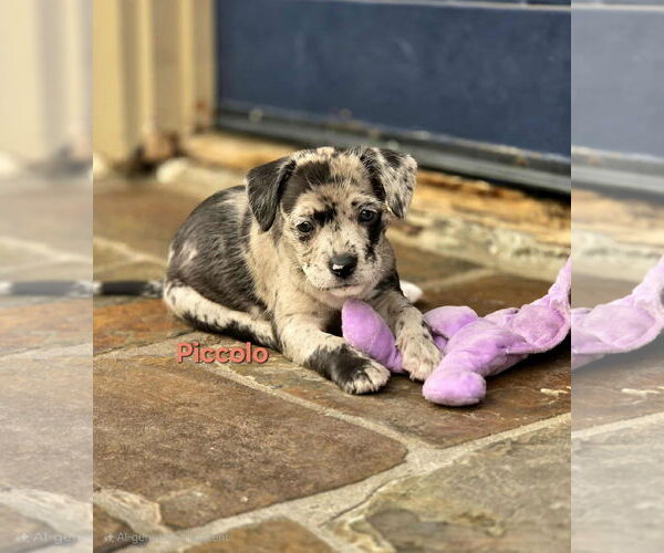 Medium Photo #2 Australian Shepherd-Border Terrier Mix Puppy For Sale in Mission Viejo, CA, USA