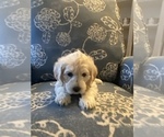 Small Photo #29 Miniature Labradoodle Puppy For Sale in HOMETOWN, PA, USA