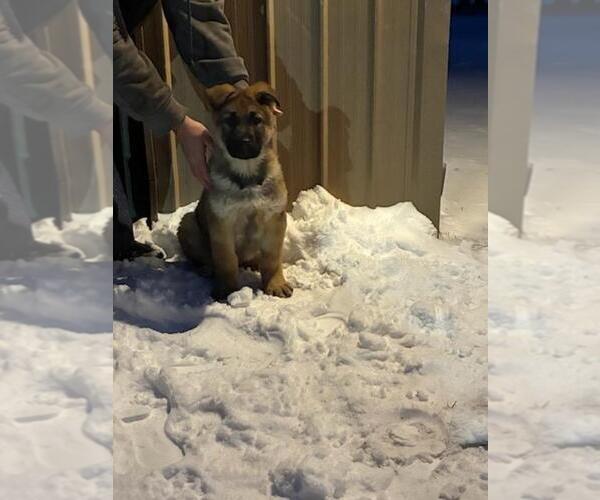 Medium Photo #1 German Shepherd Dog Puppy For Sale in GREENWOOD, WI, USA