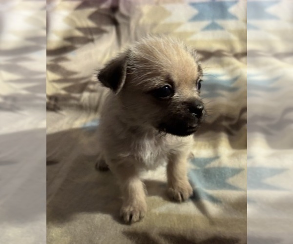 Medium Photo #11 American Eskimo Dog-Pug Mix Puppy For Sale in THOMASVILLE, NC, USA