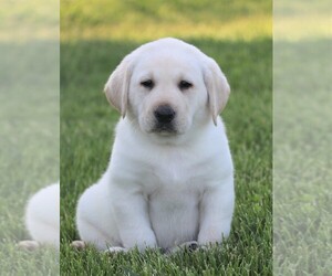Labrador Retriever Puppy for sale in SYRACUSE, IN, USA