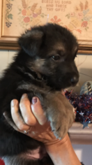German Shepherd Dog Puppy for sale in SHALLOTTE, NC, USA