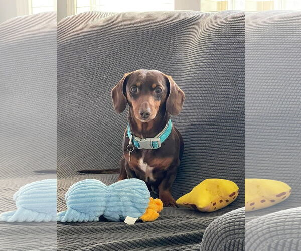Medium Photo #1 Dachshund Puppy For Sale in Fruitland, SC, USA