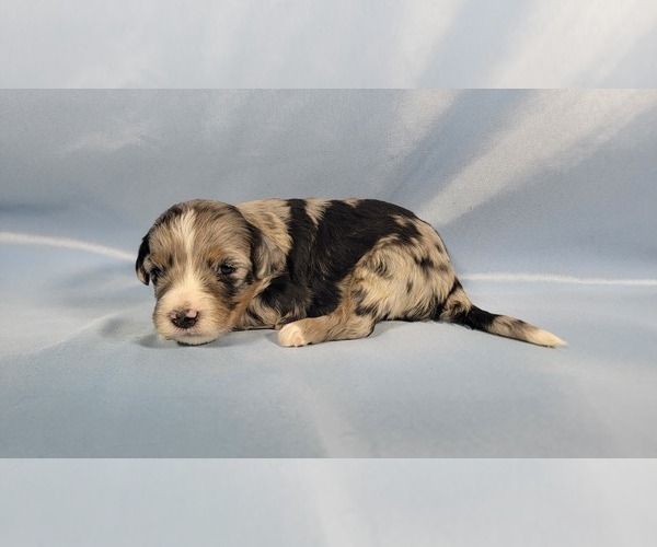 Medium Photo #8 Bernedoodle (Miniature) Puppy For Sale in BLACK FOREST, CO, USA