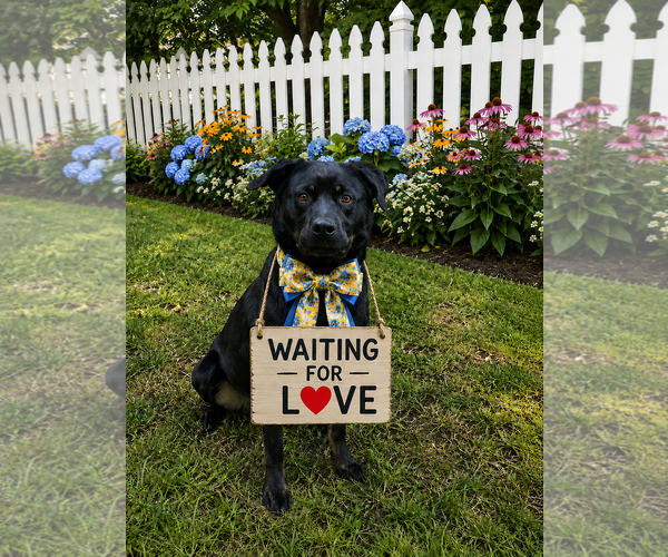 Medium Photo #1 Labrador Retriever-Unknown Mix Puppy For Sale in Mt. Laurel, NJ, USA