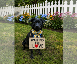 Labrador Retriever-Unknown Mix Dogs for adoption in Mt. Laurel, NJ, USA