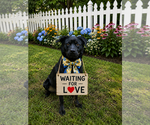 Small Labrador Retriever Mix