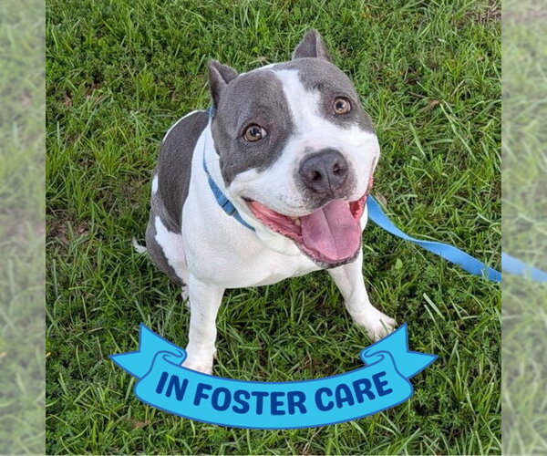 Medium Photo #7 American Staffordshire Terrier-Unknown Mix Puppy For Sale in Tallahassee, FL, USA